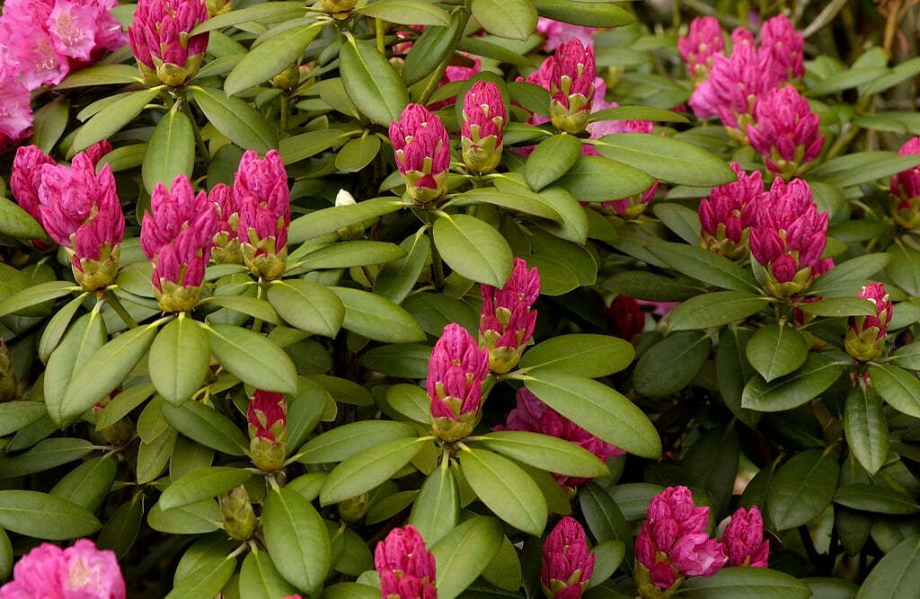 rhododendron 'Hachmann's Polaris'
