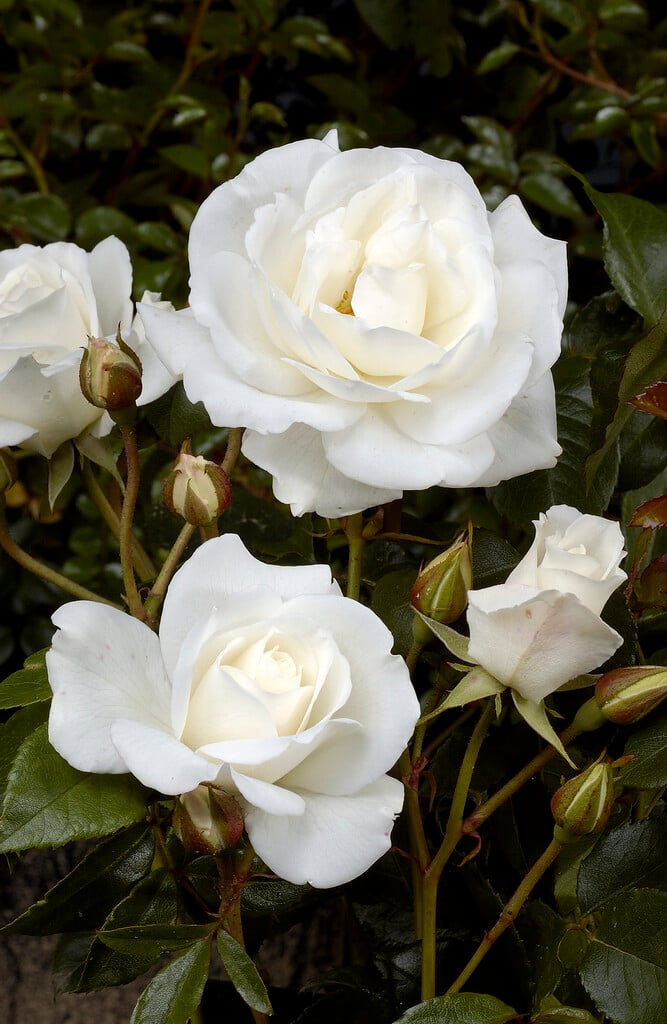 Oderings Garden Centre  Bush Rose - Floribunda, Many Happy Returns