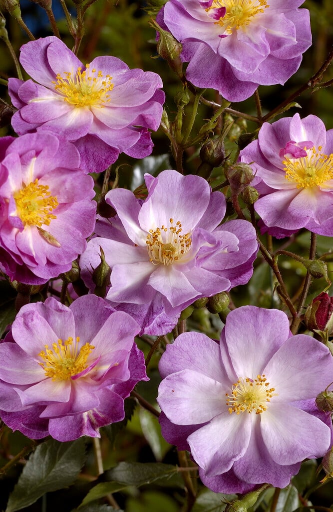 rose [Lavender Dream]