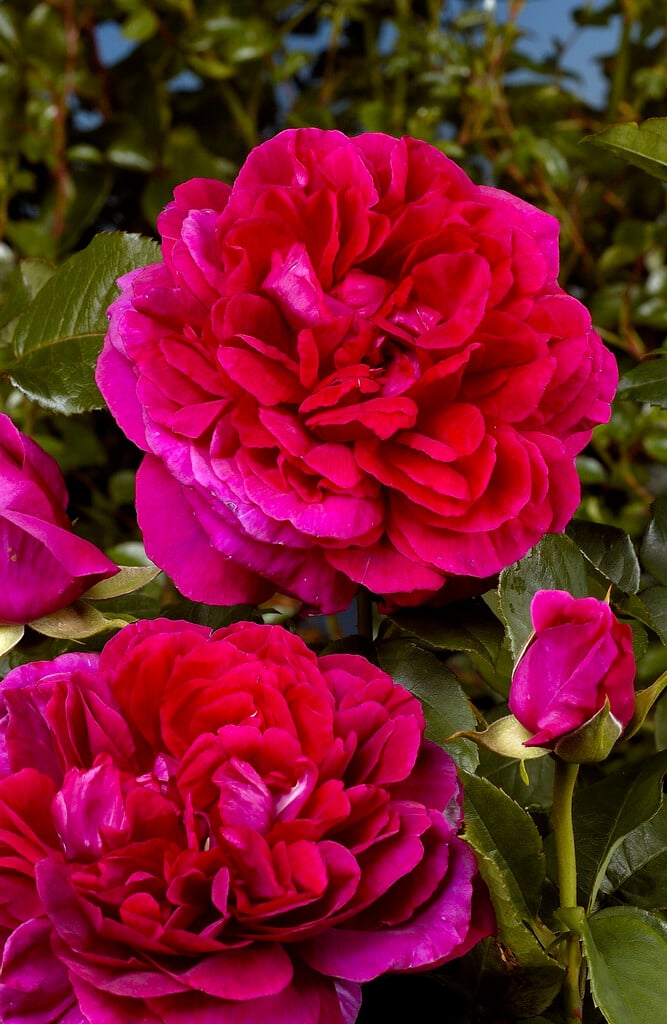 rose [The Dark Lady]