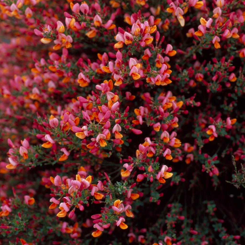 broom 'Frisia'