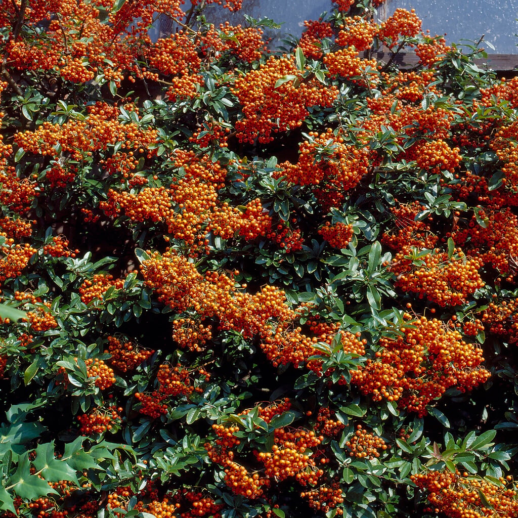 narrowleaf firethorn