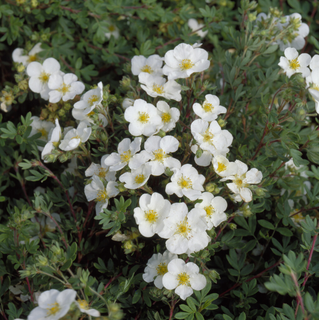 shrubby cinquefoil 'Abbotswood'