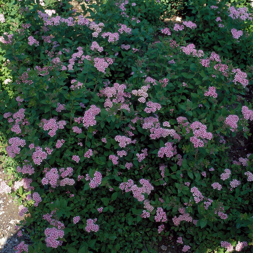 Japanese spiraea 'Little Princess'