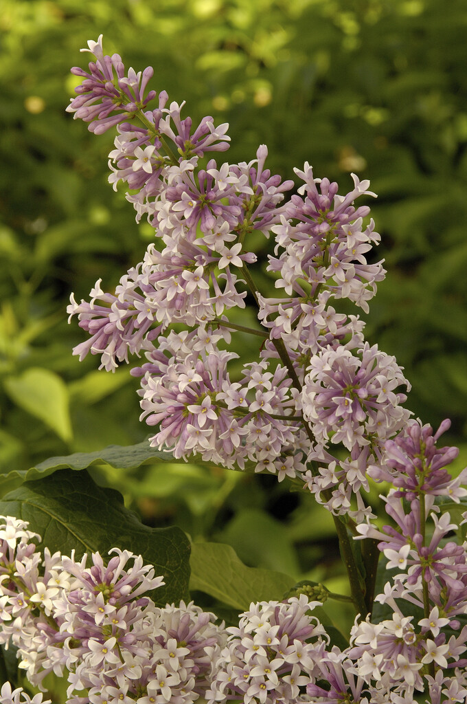 lilac 'Minuet'