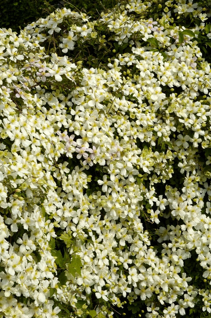 <em>Clematis</em> <em>spooneri</em>