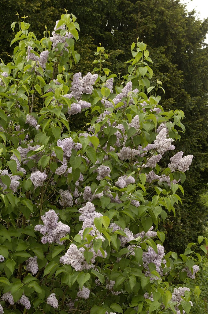 lilac 'Michel Buchner'