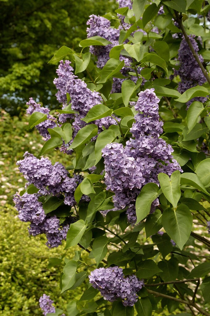 lilac 'Cavour'