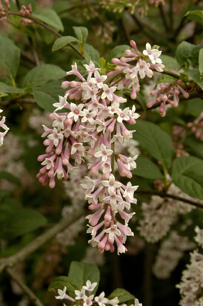 Japanese tree lilac