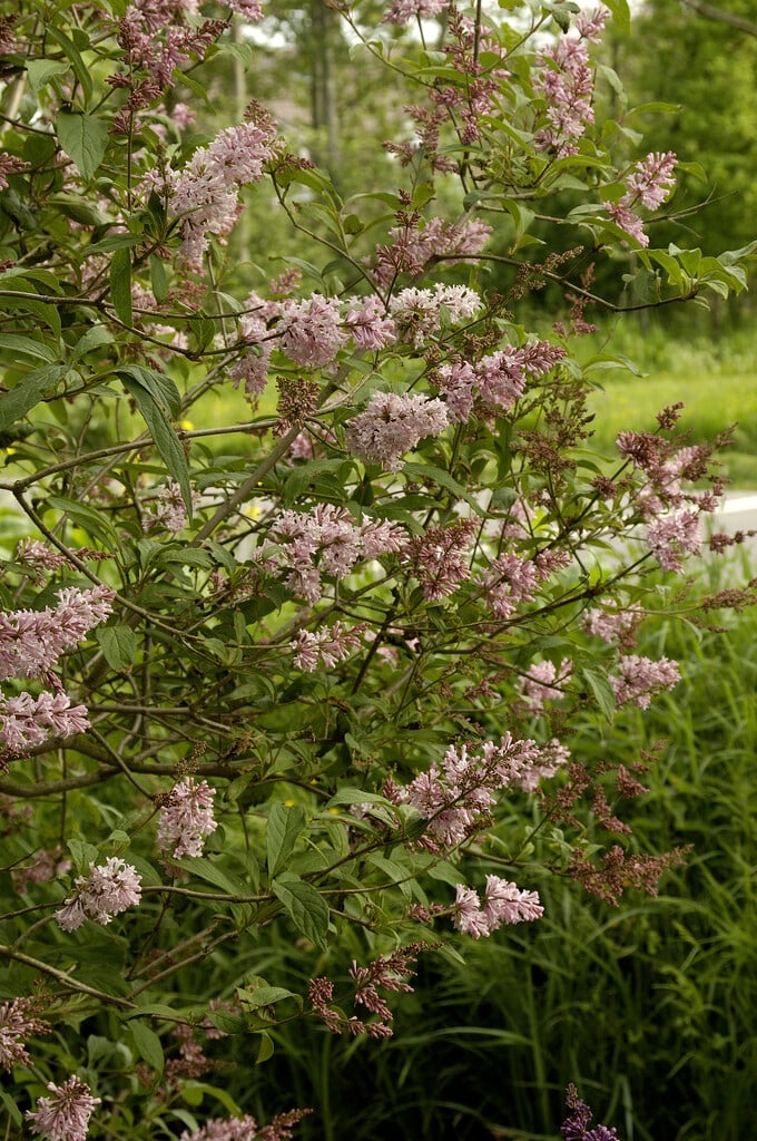 Japanese tree lilac
