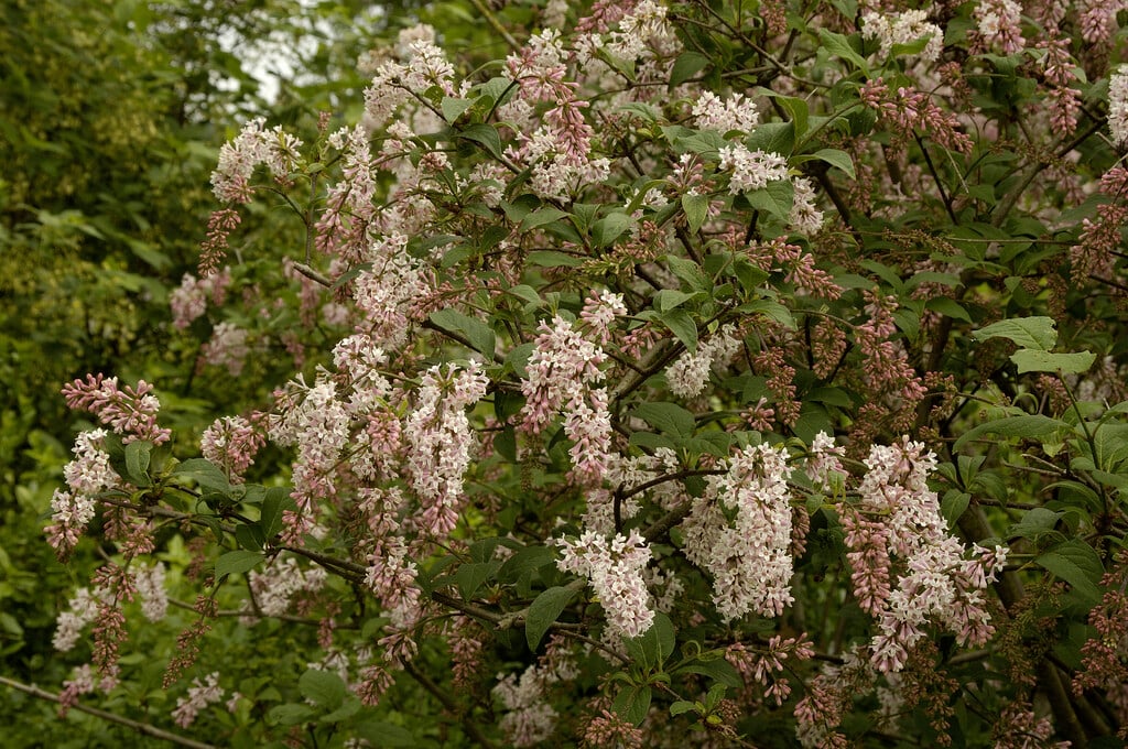 Japanese tree lilac