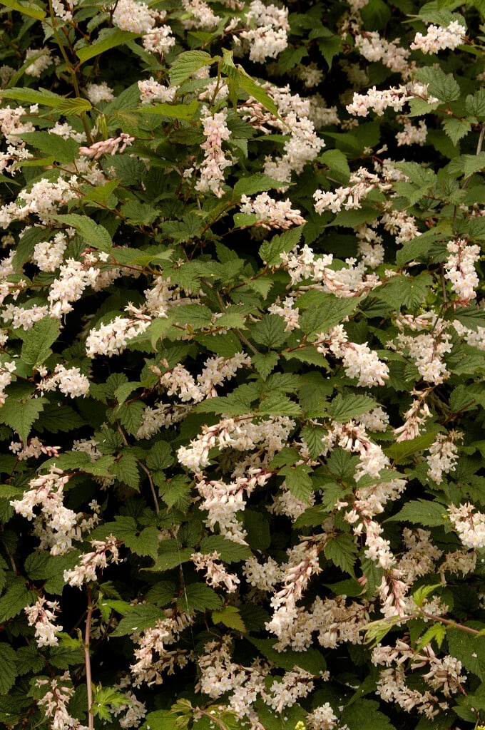<i>Neillia</i> <i>sinensis</i>