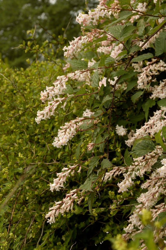 <i>Neillia</i> <i>sinensis</i>