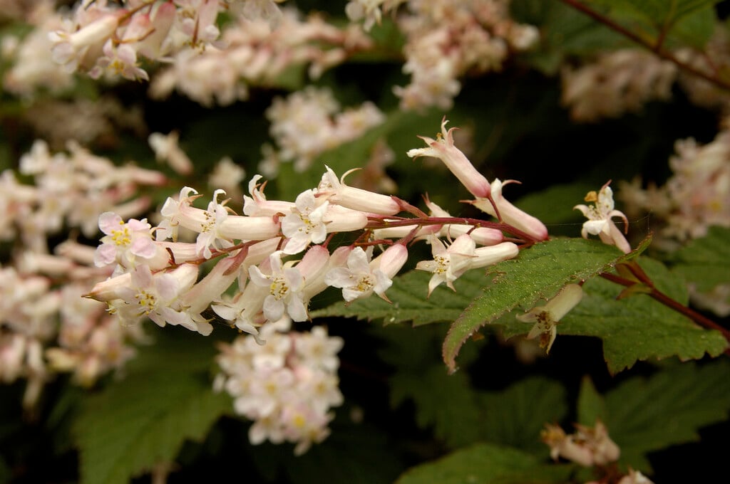 <i>Neillia</i> <i>sinensis</i>