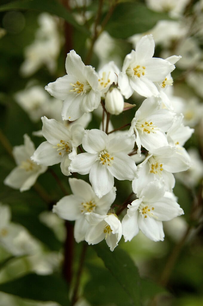 <i>Deutzia</i> × <i>rosea</i> 'Campanulata'