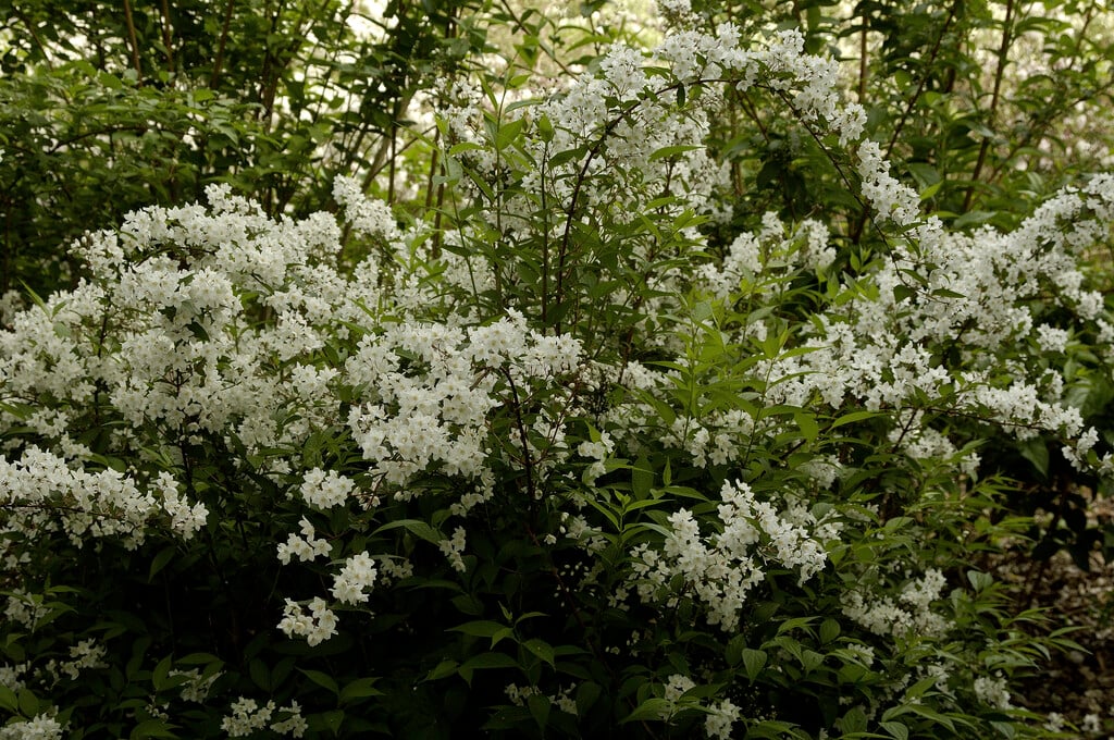 <i>Deutzia</i> × <i>rosea</i> 'Campanulata'
