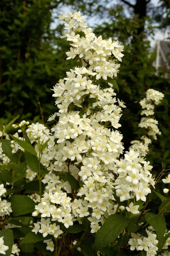 <i>Deutzia</i> × <i>lemoinei</i>