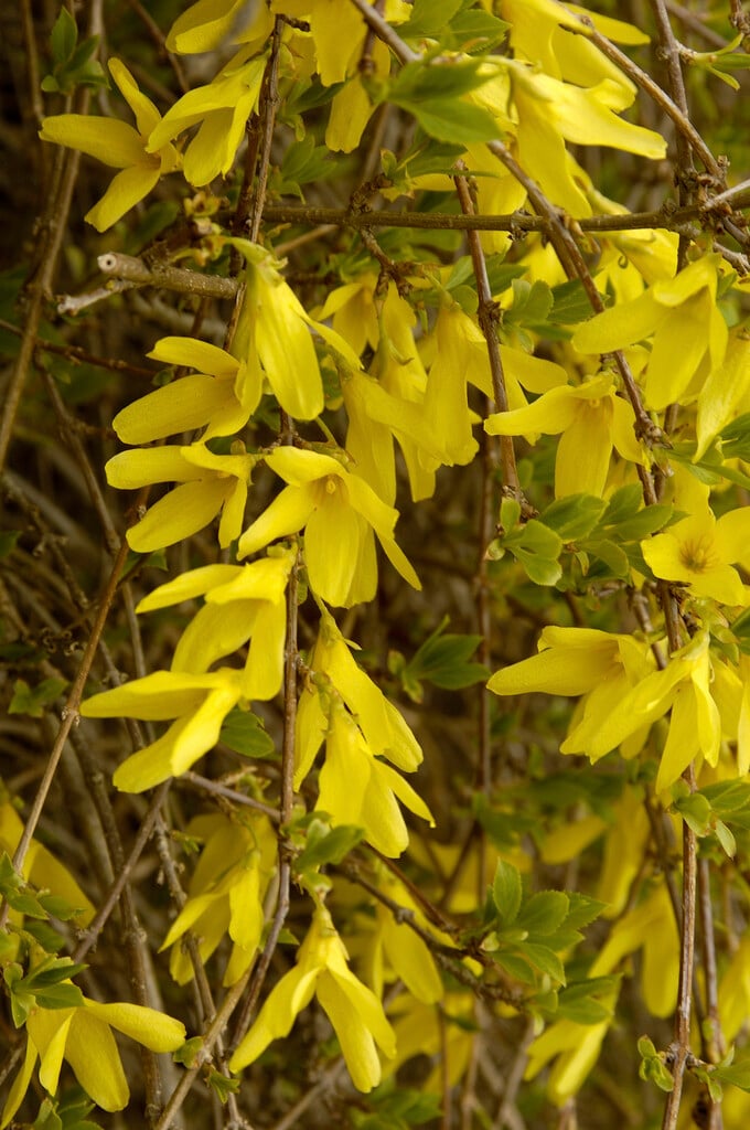 Korean golden bell tree