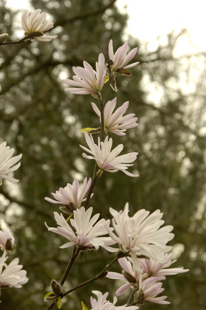 star magnolia 'Chrysanthemumiflora'