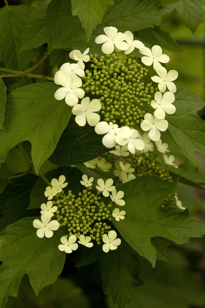 dwarf guelder rose