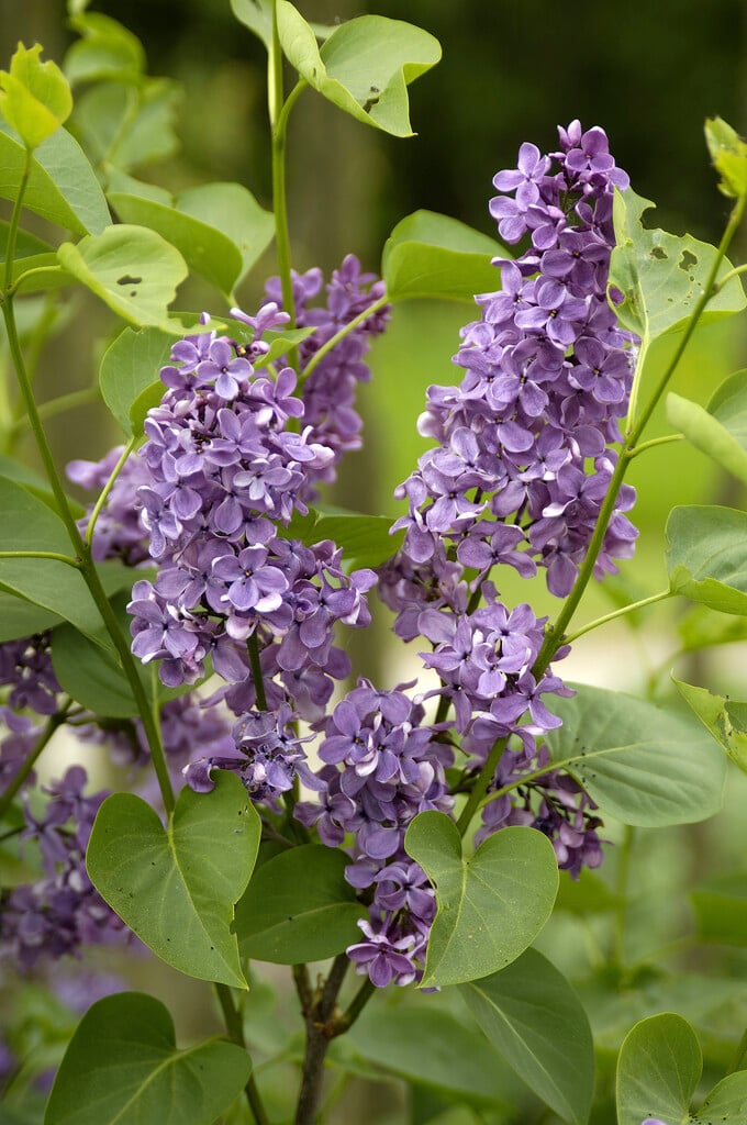 lilac 'Ruhm von Horstenstein'