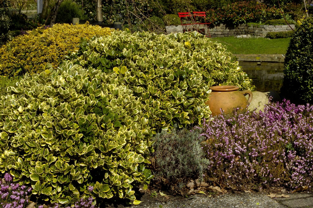 Japanese spindle 'Albomarginatus'