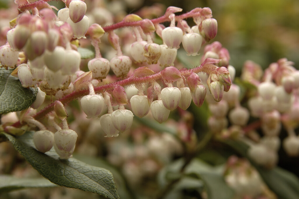 <em>Gaultheria</em> × <em>wisleyensis</em> 'Wisley Pearl'