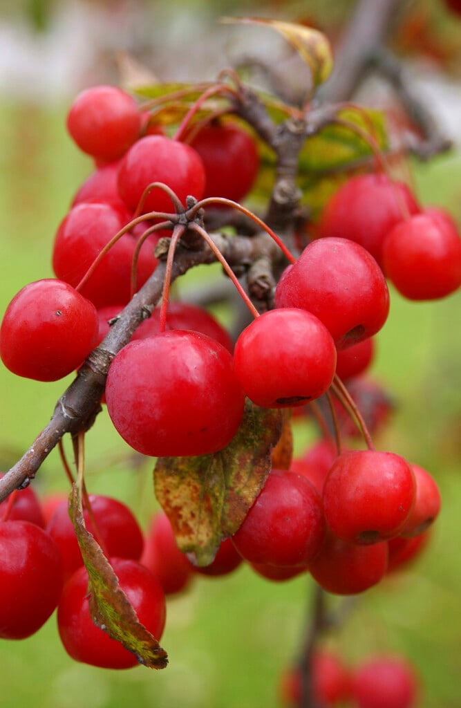 <em>Malus</em> × <em>zumi</em> var. <em>calocarpa</em>