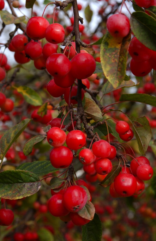 <em>Malus</em> × <em>zumi</em> var. <em>calocarpa</em>