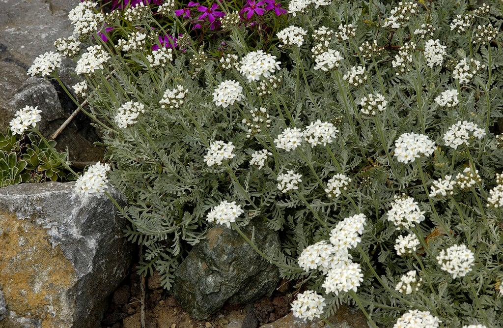 <i>Achillea</i> × <i>kellereri</i>