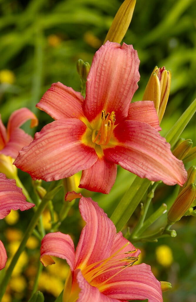 <i>Hemerocallis</i> 'Hall's Pink'