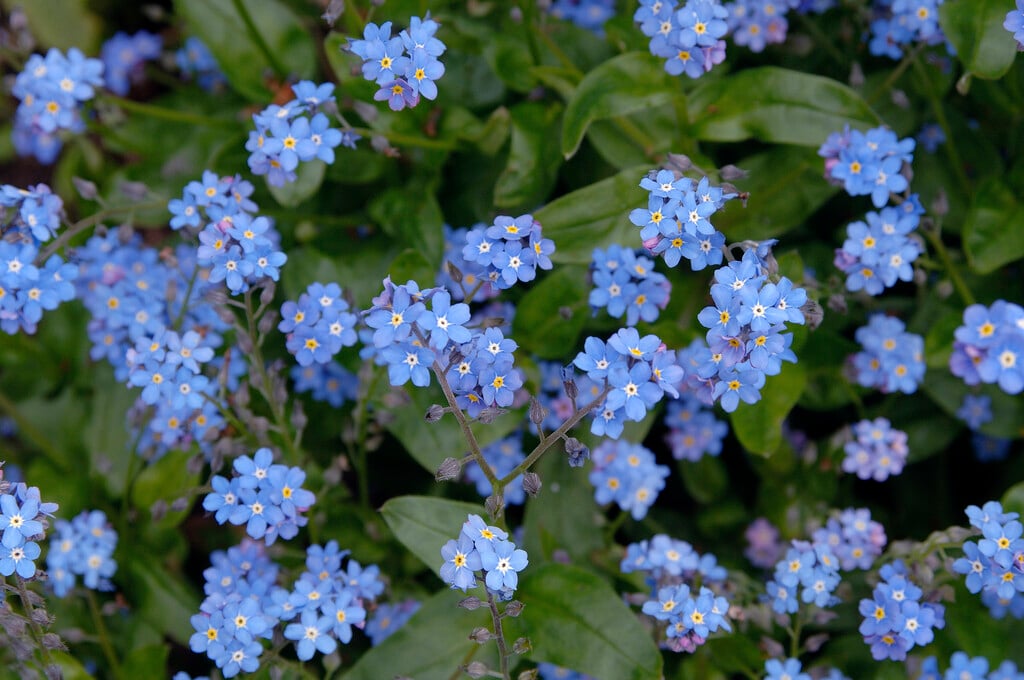 garden forget-me-not