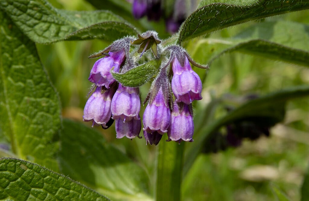 common comfrey