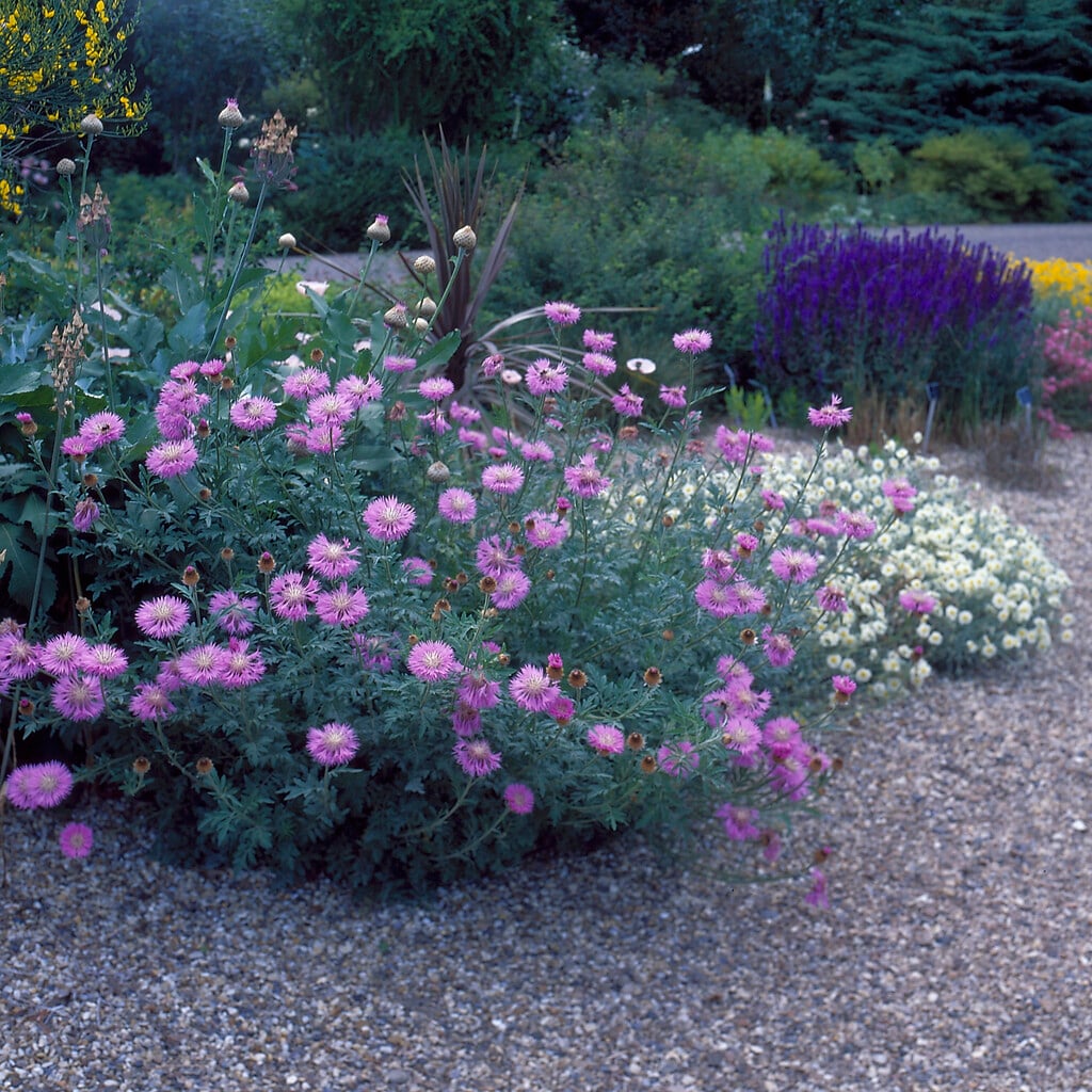 beautiful knapweed
