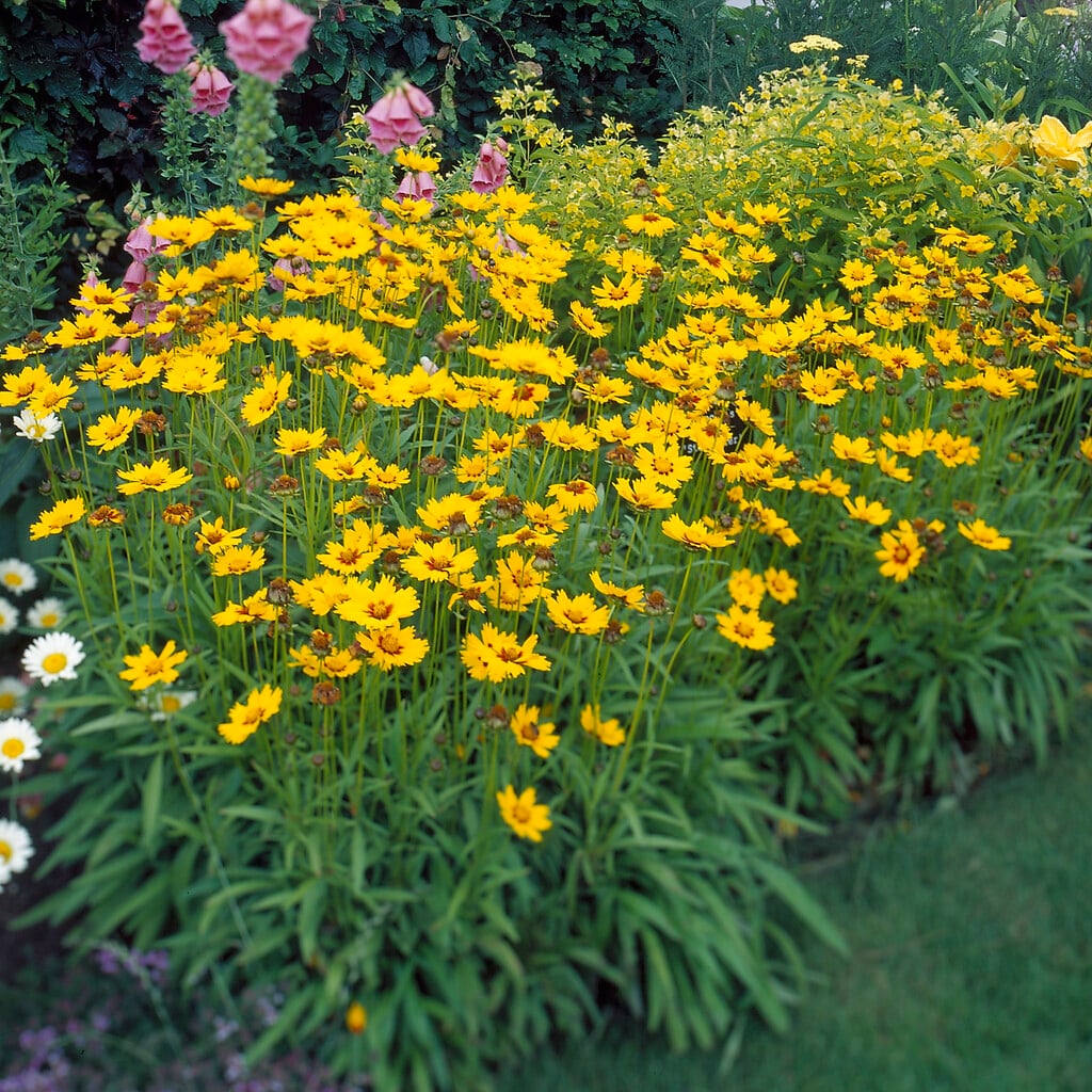 tickseed 'Sterntaler'