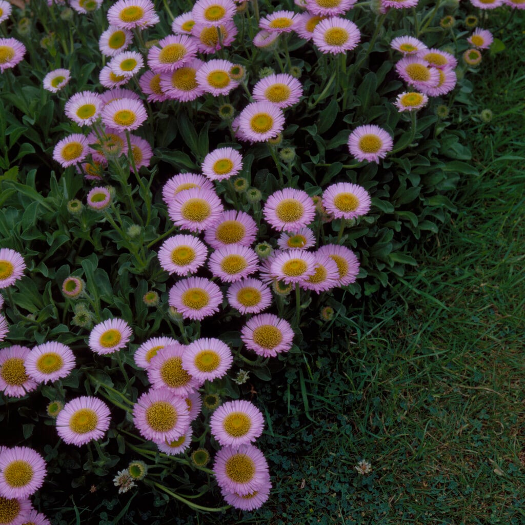 <i>Erigeron</i> 'Charity'