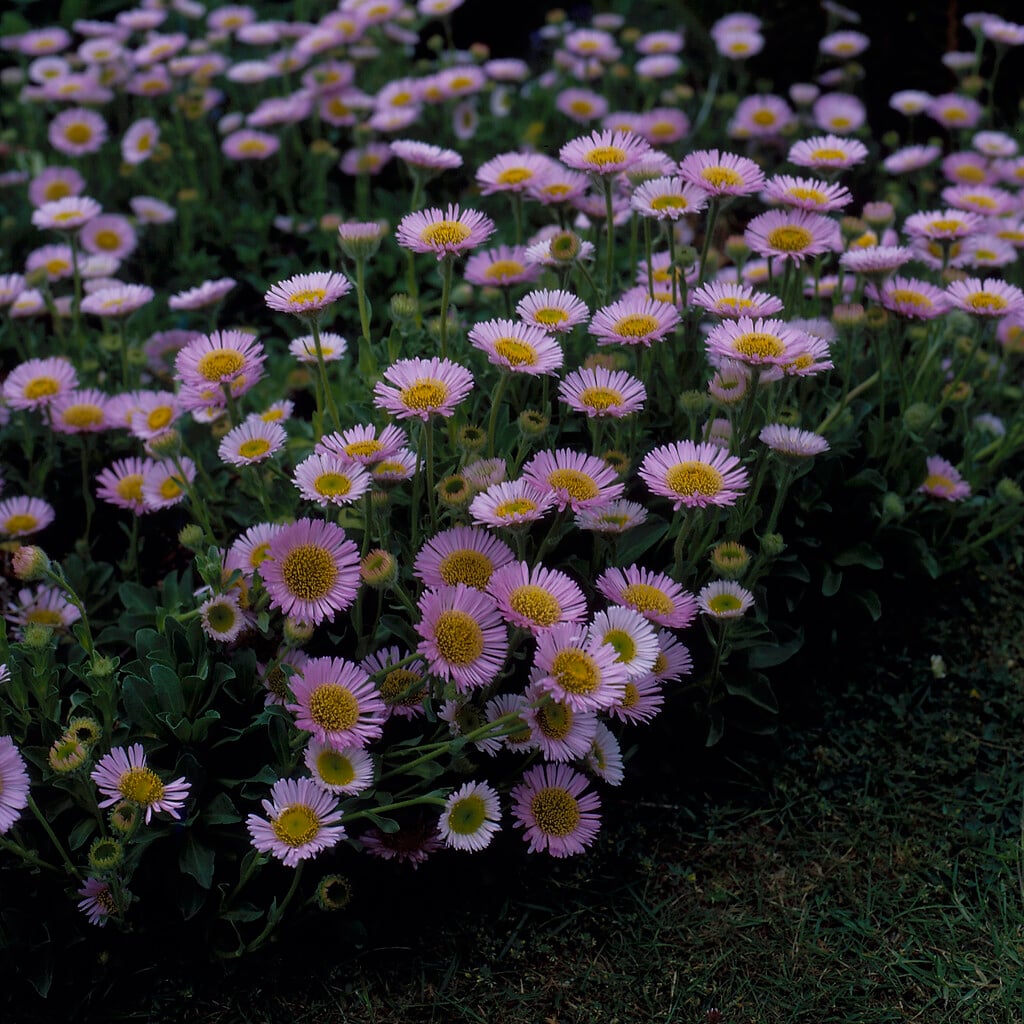 mountain fleabane