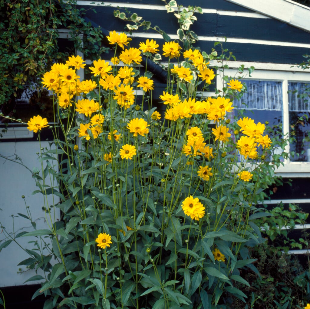 thin-leaved sunflower