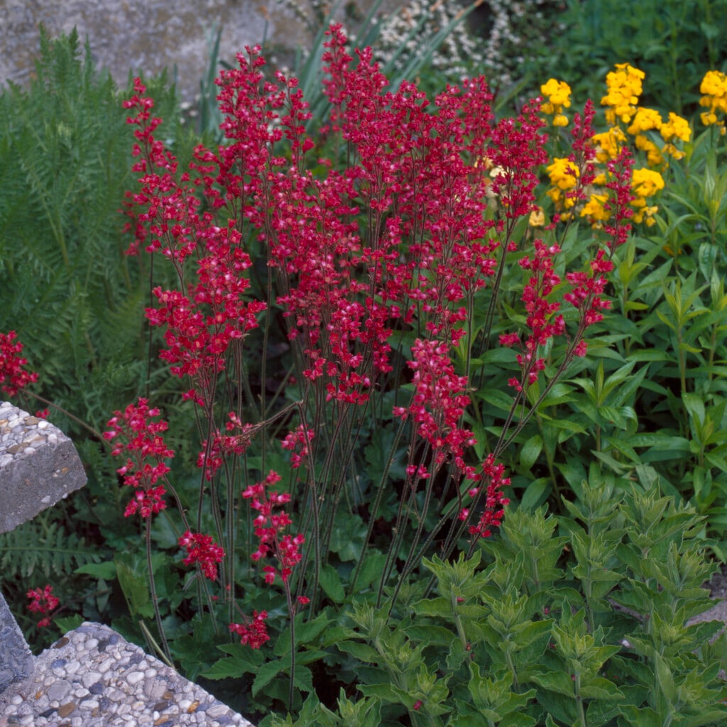 <em>Heuchera</em> × <em>brizoides</em>