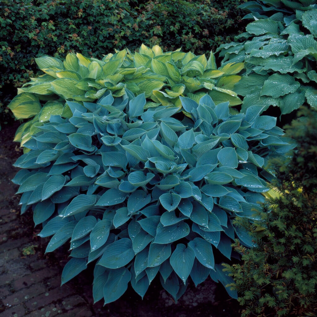 plantain lily 'Blue Moon'