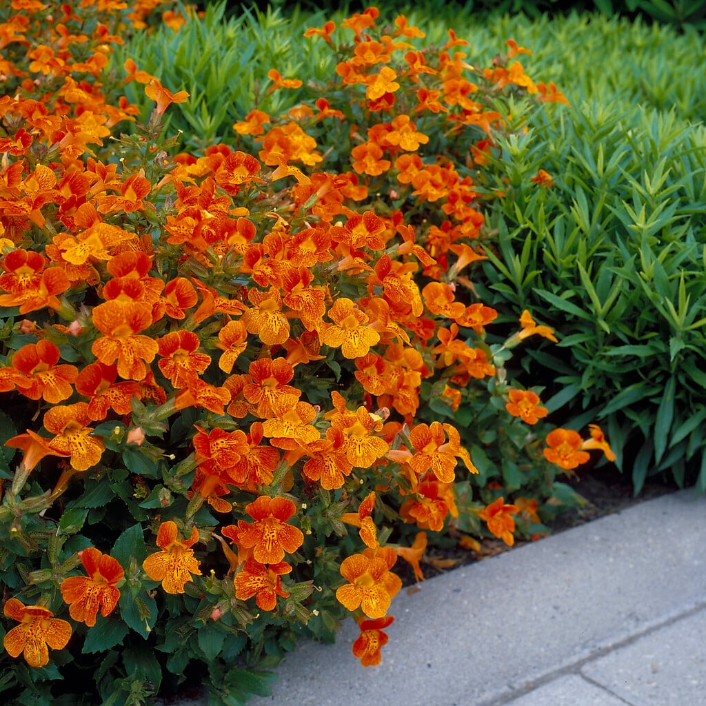 <i>Mimulus</i> 'Orange Glow'