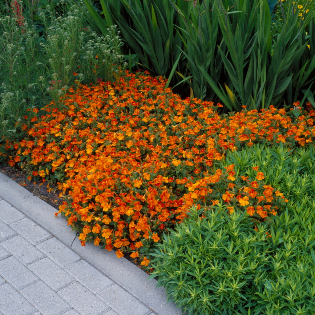 <i>Mimulus</i> 'Orange Glow'