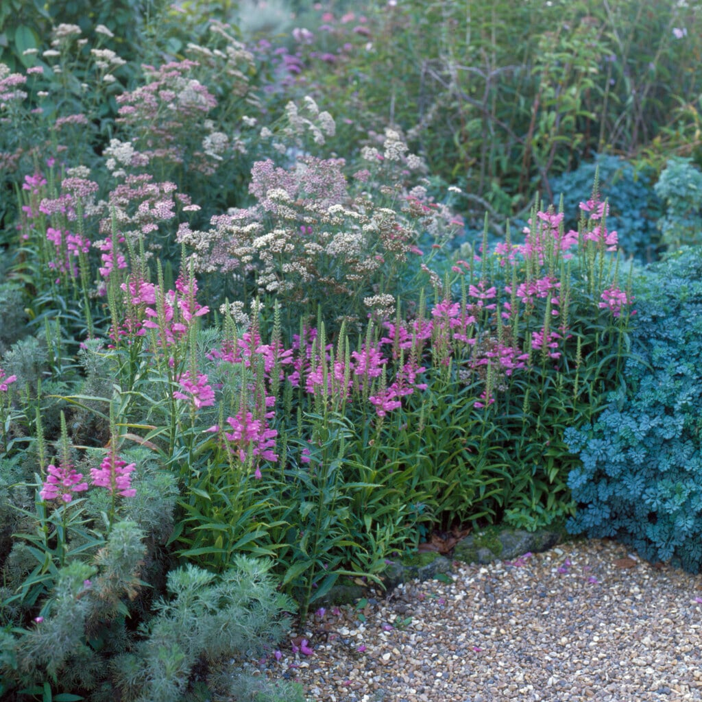 obedient plant 'Vivid'