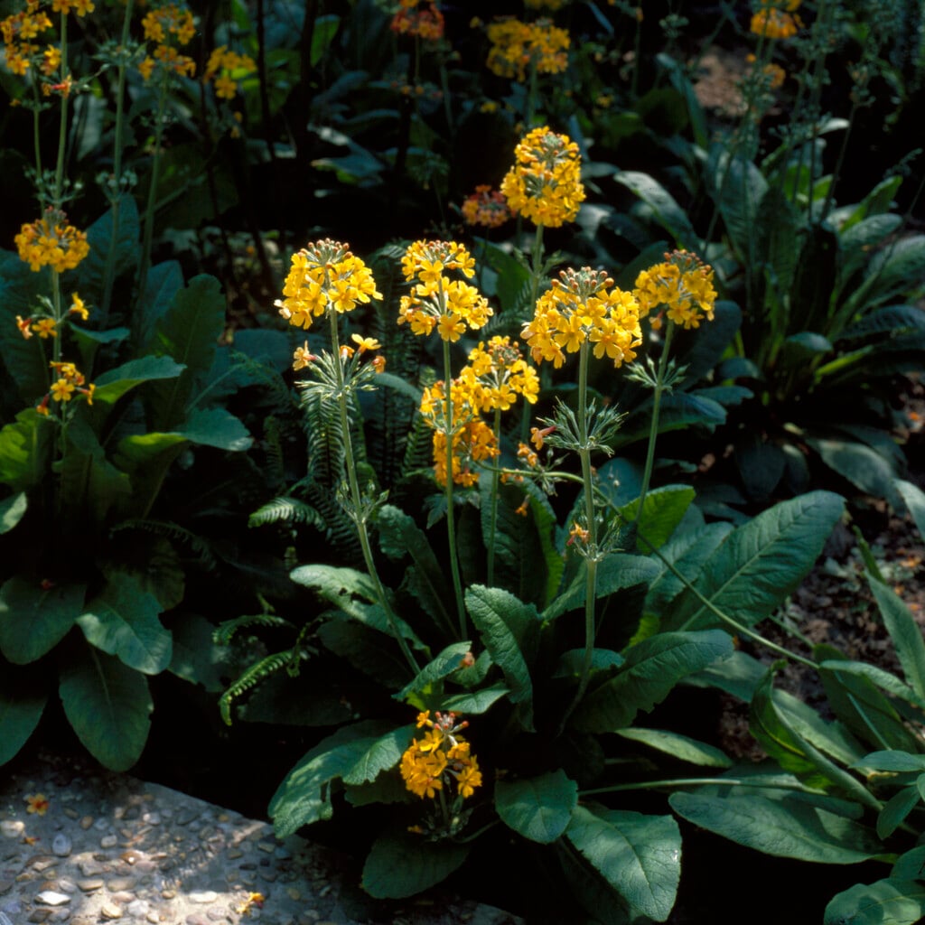 Julia's primrose