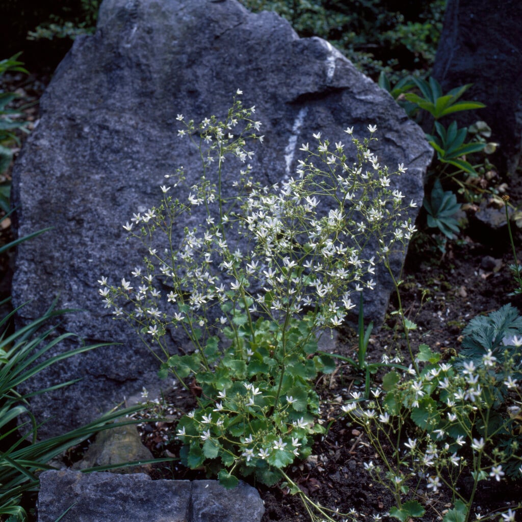 round-leaved saxifrage