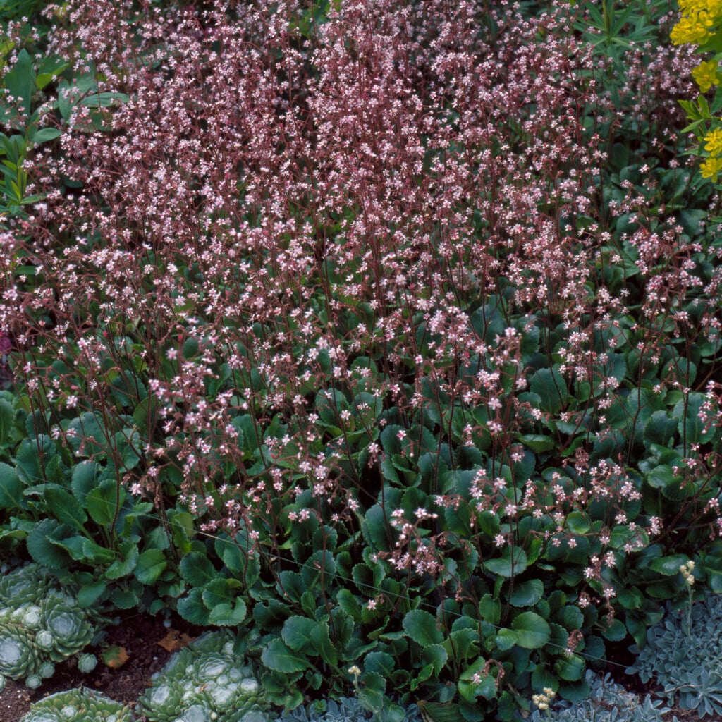 hairy saxifrage
