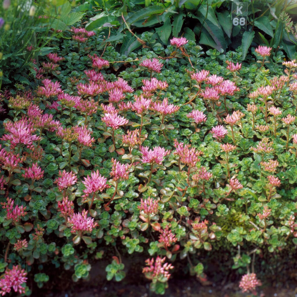 Caucasian stonecrop