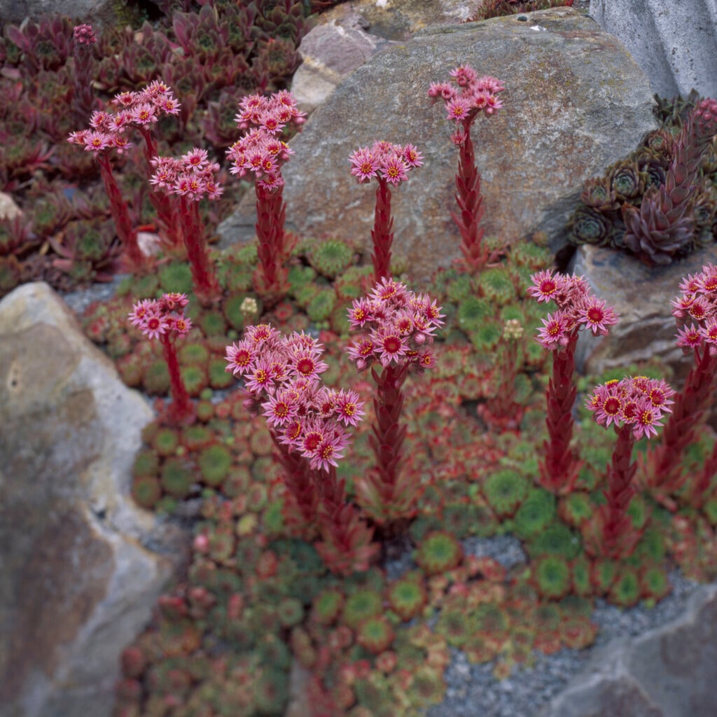 <i>Sempervivum</i> <i>calcareum</i> 'Bicolor'