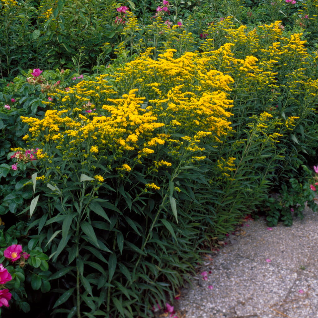 <i>Solidago</i> 'Laurin'