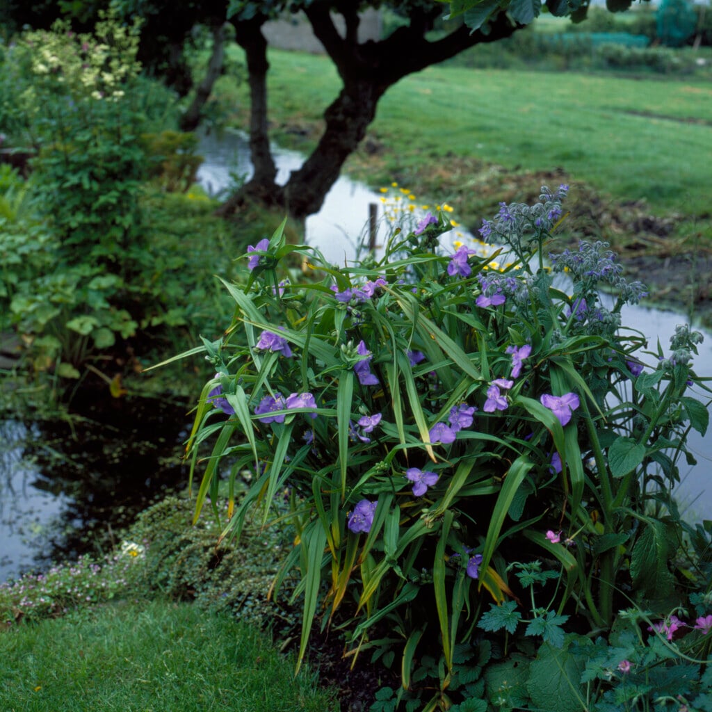 spider lily 'Zwanenburg Blue'